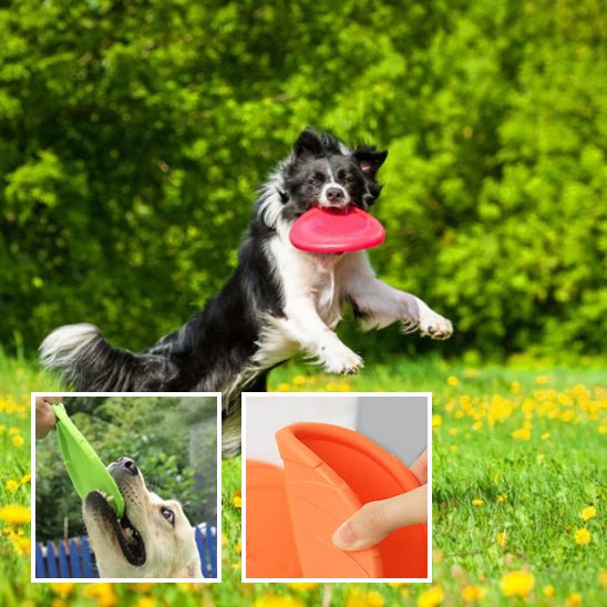 Frisbee pour chien - Plaisir Canin